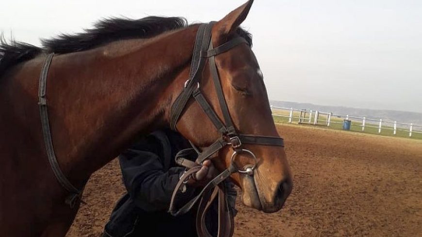 Nice debut for Capulet’s Heart