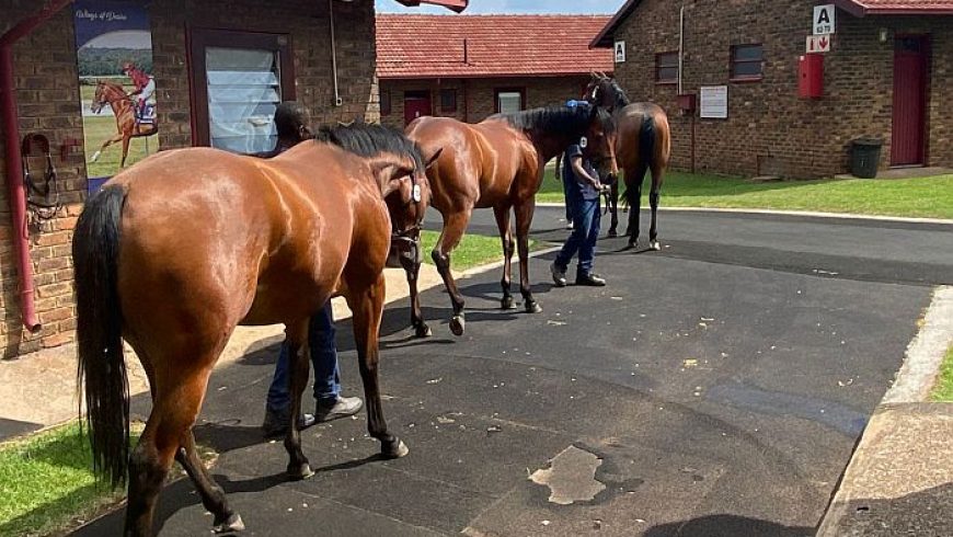 BSA 2-y-o Sale: Come To Stable Block B