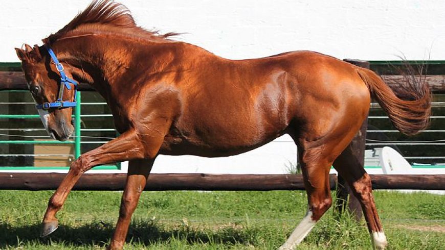 Heversham buys G1 winner G1 producing stallion, Byword